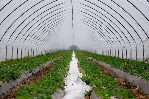 Solar cu plante