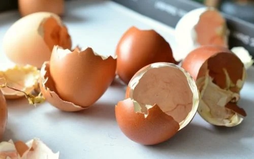 Coji de ouă cu care se face compost pentru plante