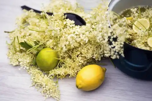 Flori de soc pe lista de remedii naturale ca să auzi mai bine