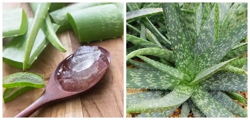 Gel de aloe vera