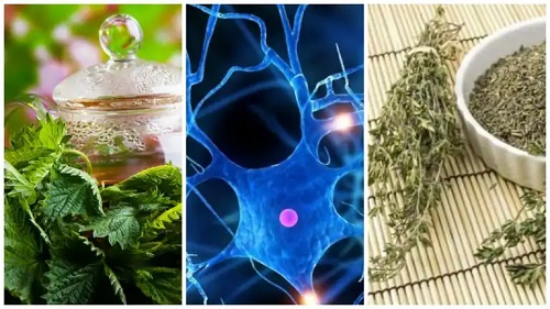Cele mai bune 7 plante medicinale pentru performanța mentală