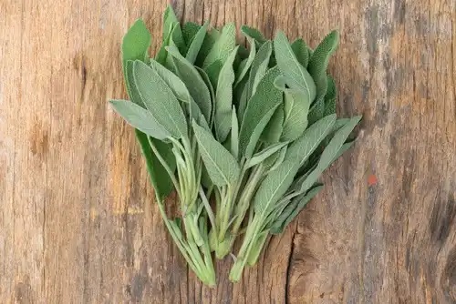 Salvia pe lista de plante medicinale pentru performanța mentală