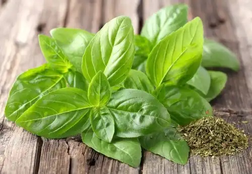Busuioc verde