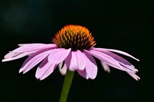 Floare de echinacea
