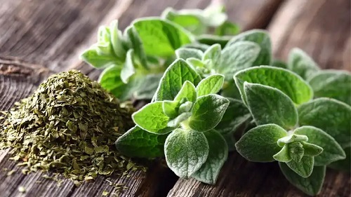 Oregano uscat și proaspăt
