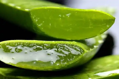 Frunză de aloe vera ruptă