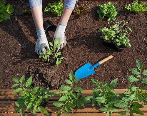 Gospodar care știe cum poate pregăti grădina pentru primăvară