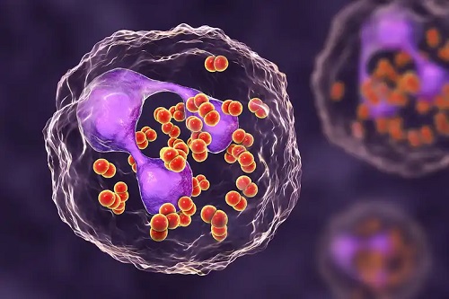 Microorganism ce produce gonoree
