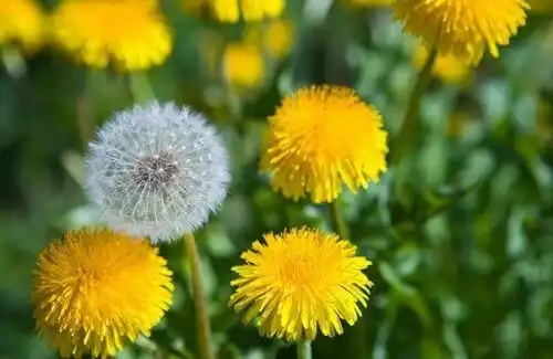 Păpădia pe lista de plante medicinale pentru a proteja ficatul
