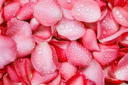 7 moduri de a folosi petalele de trandafir în rutina de înfrumusețare