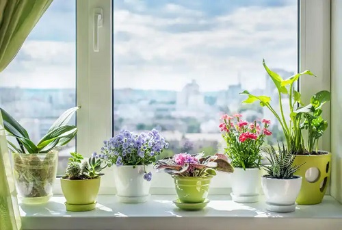 Motive să ai plante în casă
