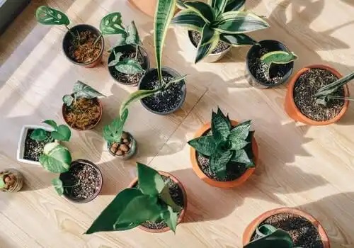 Plante în ghivece