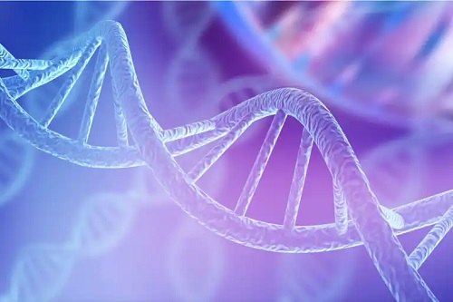 Segment de ADN