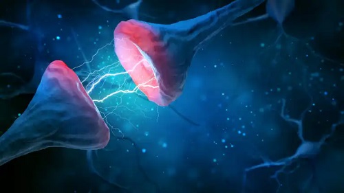 Tăierea sinaptică sau neuronală: ce este și de ce este atât de importantă?