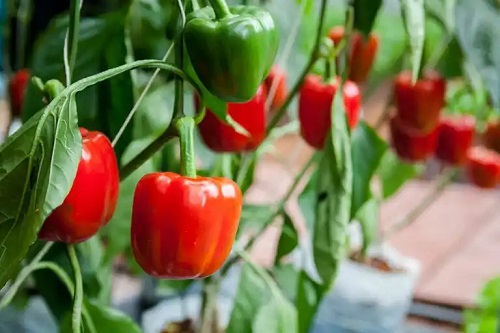 8 analgezice naturale fără efecte secundare