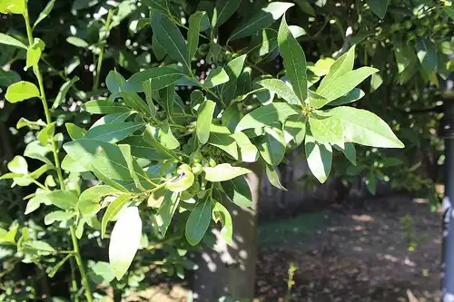 Dafin ce te scapă de indigestie în mod natural