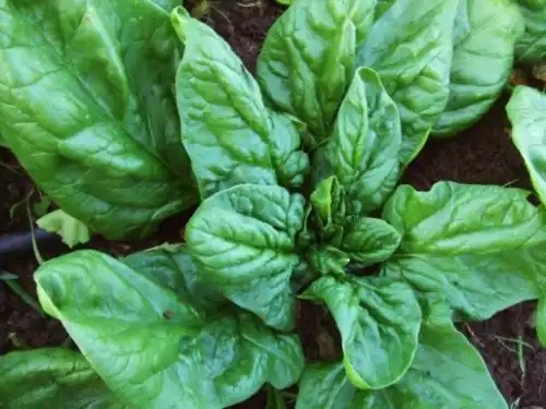 Spanacul pe lista de alimente verzi care vindecă boli