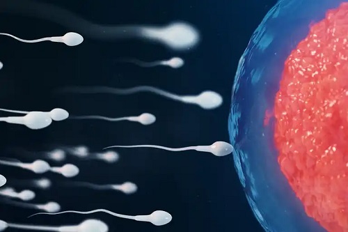Spermatozoizi care fecundează un ovul