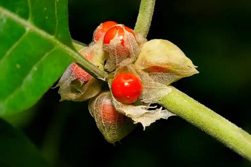 Ashwagandha pe lista de plante adaptogene pentru combaterea stresului