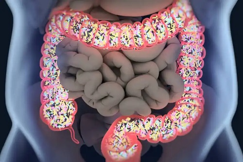 Beneficiile postbioticelor pentru sănătatea intestinală