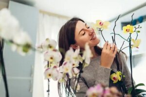 Ce ar trebui să știți pentru cultivarea orhideelor acasă