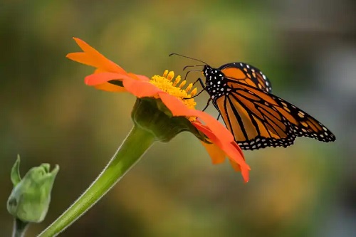 Fluture stând pe o floare