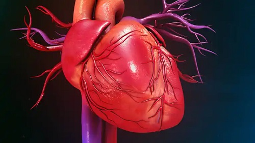 Inimă umană