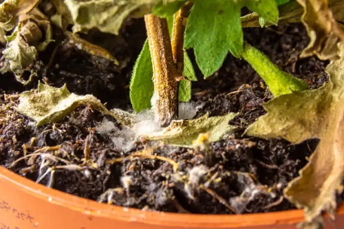Cum să scapi de mucegaiul alb de pe solul plantelor