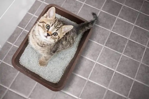 Pisică în litieră
