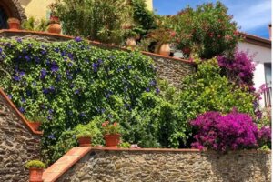 Cele mai bune 5 plante cățărătoare pentru grădină