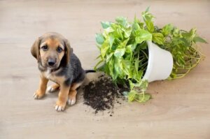 11 plante de interior sigure pentru animalele de companie
