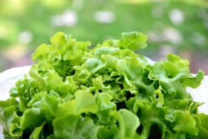 Ceaiul de salată contra insomniei: te ajută să dormi mai bine?