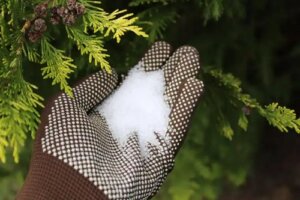 10 moduri de a folosi sărurile Epsom în grădină