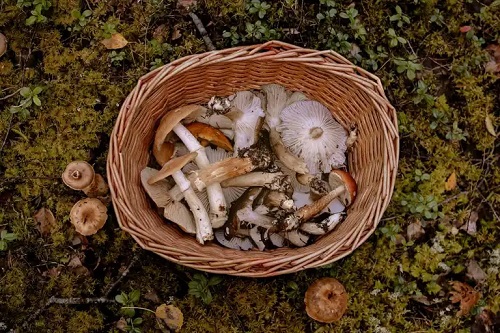 Aflatoxinele din alimente sunt periculoase