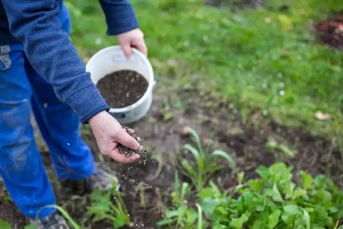 Agricultor ce folosește compostul organic bokashi