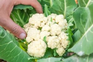 7 secrete pentru cultivarea conopidei