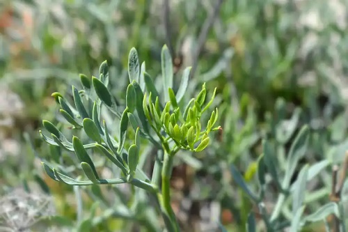 Feniculul de mare verde în grădină