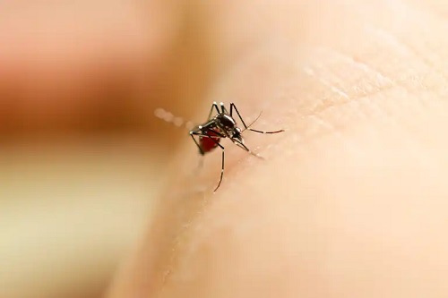 Mușcăturile de țânțari sunt cauze ale mâncărimii picioarelor