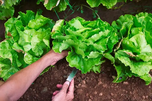 Persoană care recoltează o salată