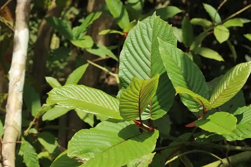 Planta kratom verde