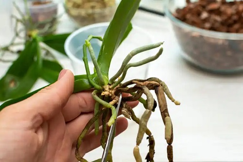 Rădăcini de orhidee
