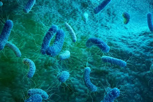 Bacterii ce provoacă enterita
