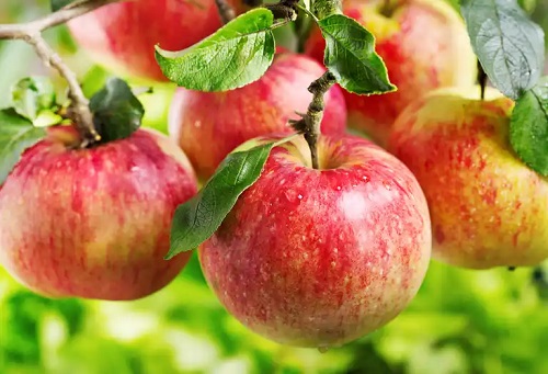 Carbohidrații fibroși sunt prezenți în mere