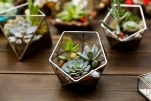 5 sfaturi pentru a decora casa cu mini plante