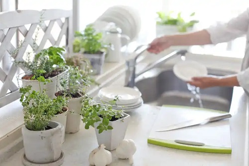 Sfaturi pentru a decora casa cu mini plante aromatice