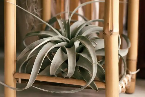 Sfaturi pentru a decora casa cu mini plante suculente