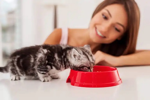 Fată care face terapia cu pisici