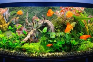 Cum să creezi o grădină acvatică acasă