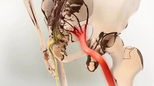 Nervul sciatic uman