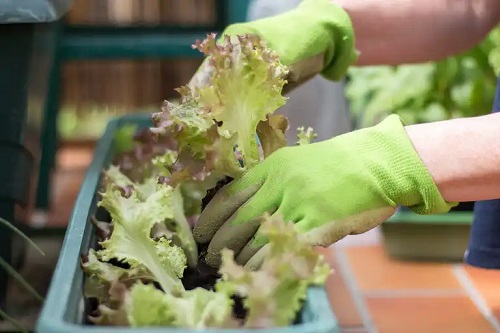 Persoană care cultivă salată